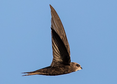 Common Swift